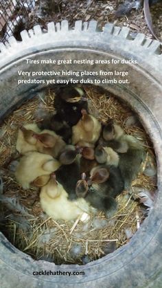 several baby birds are huddled together in an old tire bowl with the caption, there's make great nesting areas for ducks very protective hiding places from lambs