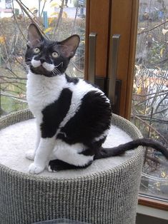 a black and white cat sitting on top of a round table next to a window