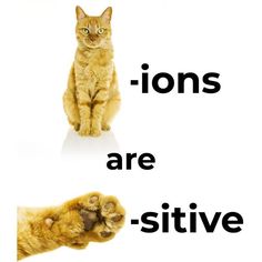 an orange cat sitting next to the words lions are sitive on it's paws