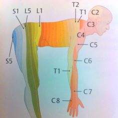 Functional Anatomy, Physical Therapy School, Physical Therapist Assistant, Medical Anatomy, Hand Therapy, Spinal Cord, Body Anatomy, Medical Knowledge