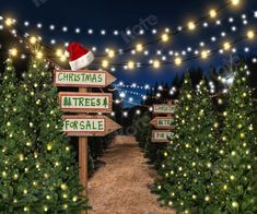 christmas trees for sale sign with santa hat on top and lights strung across the street