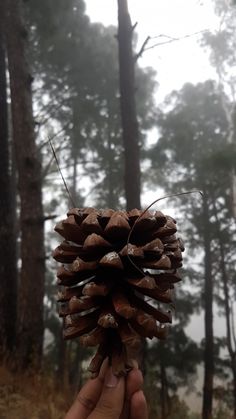 a person holding up a pine cone in the woods