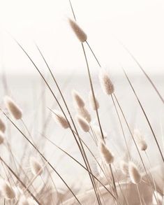 the grass is blowing in the wind by the water