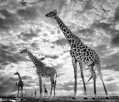 three giraffes are standing in front of the cloudy sky