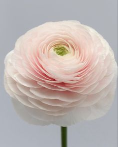 a large pink flower with a green center on a gray and white background in the foreground