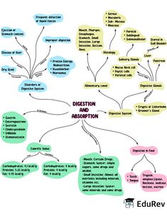 Digestive System Mind Map, Medical Mind Maps, Digestion And Absorption Mind Map, Biology Notes Aesthetic Digestive System, Anatomy Mind Map, Living World Class 11 Mind Map, Class 11 Biology Notes Digestion And Absorption