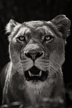 a black and white photo of a lion's face with it's mouth open