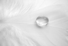 a white feather with a drop of water on it