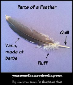 the parts of a feather on a piece of paper