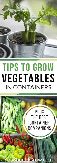 vegetables in containers with the title tips to grow vegetables in containers