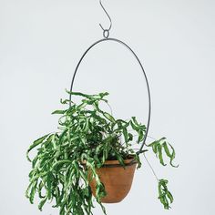 a potted plant hanging from a metal holder