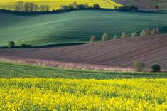 a field with yellow flowers and trees in the distance