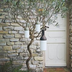 an olive tree with three bottles hanging from it's branches in front of a door