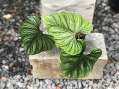 a close up of a plant with green leaves