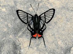 a black and red butterfly sitting on top of a rock