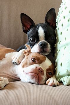 two small dogs laying next to each other on top of a couch with the caption bulldogs what a beautiful world would be if it people had hearts like dogs