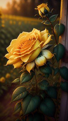 a yellow rose sitting on top of a lush green field