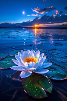 a large white flower floating on top of a lake