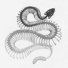 an image of a snake that is in the middle of some spirals on white paper