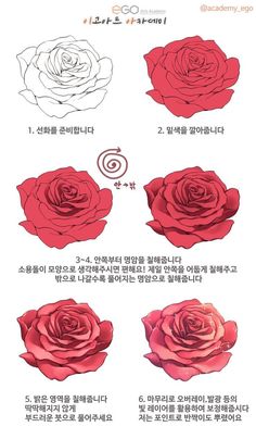 the instructions for how to draw roses in chinese