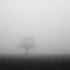 a lone tree in the middle of a foggy field