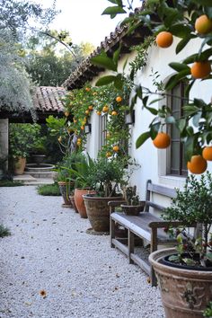 an orange tree in front of a house with potted plants on the outside wall