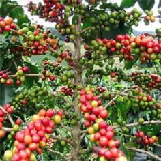 the fruit is growing on the tree in the field near many other trees and bushes