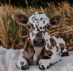 a brown and white cow laying on top of snow covered ground next to tall grass