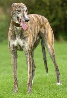 a brown and white dog standing on top of a lush green field