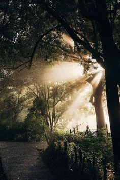 the sun is shining through the trees in the park