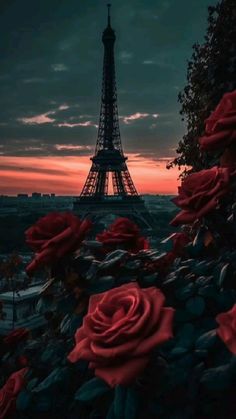 the eiffel tower is lit up with red roses