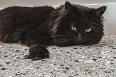 a black cat laying on the floor next to a wall and looking at the camera