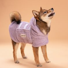 a small dog wearing a purple coat and looking up to the sky with its mouth open