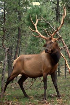 Roosevelt elk Bugling Elk, Elk Art, Elk Photo, Elk Head, Male Deer, Wild Kingdom, Elk Antlers