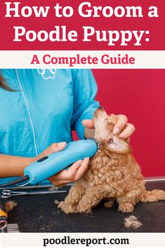 a woman grooming a dog with the title how to groom a poodle puppy