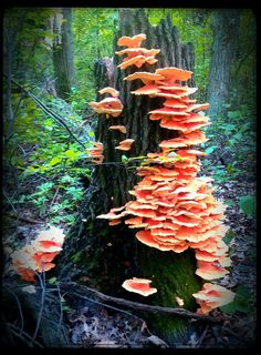 orange mushrooms growing on a tree stump in the woods