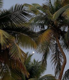 the moon is seen through some palm trees