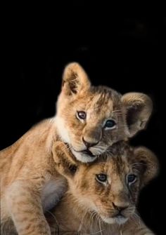 two young lion cubs cuddle together in front of a black background with the caption's name on it