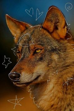 a close up of a wolf's face with hearts and stars in the background