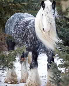 a black and white horse standing in the snow next to some pine trees with long hair