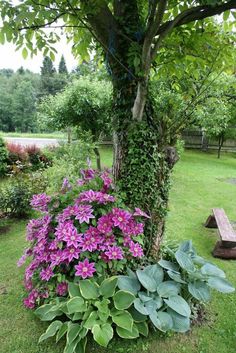 purple flowers are growing in the garden next to a bench