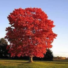 a large red tree in the middle of a field