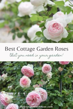 pink roses with the words best cottage garden roses that you need in your garden