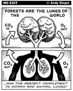 the diagram shows an image of lungs and trees