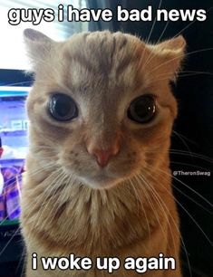 an orange cat looking at the camera with caption that says guys i have bad news i woke up again