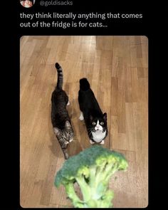 two cats standing next to each other on top of a wooden floor with broccoli