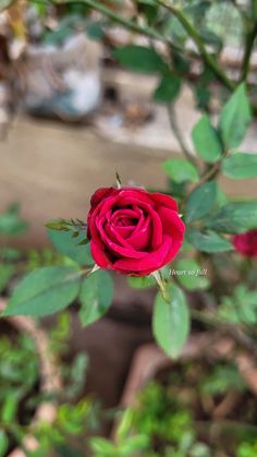 a single red rose with green leaves in the foreground