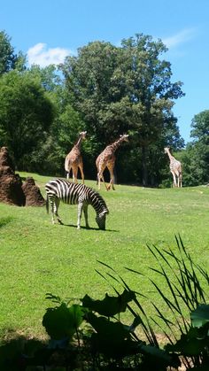 giraffes and zebras are grazing on the grass