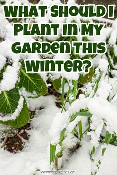 Green onion plants covered in a layer of fresh snow in a winter garden setting. Soil Improvement