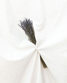 a bunch of dried lavender flowers sitting on top of a white sheet